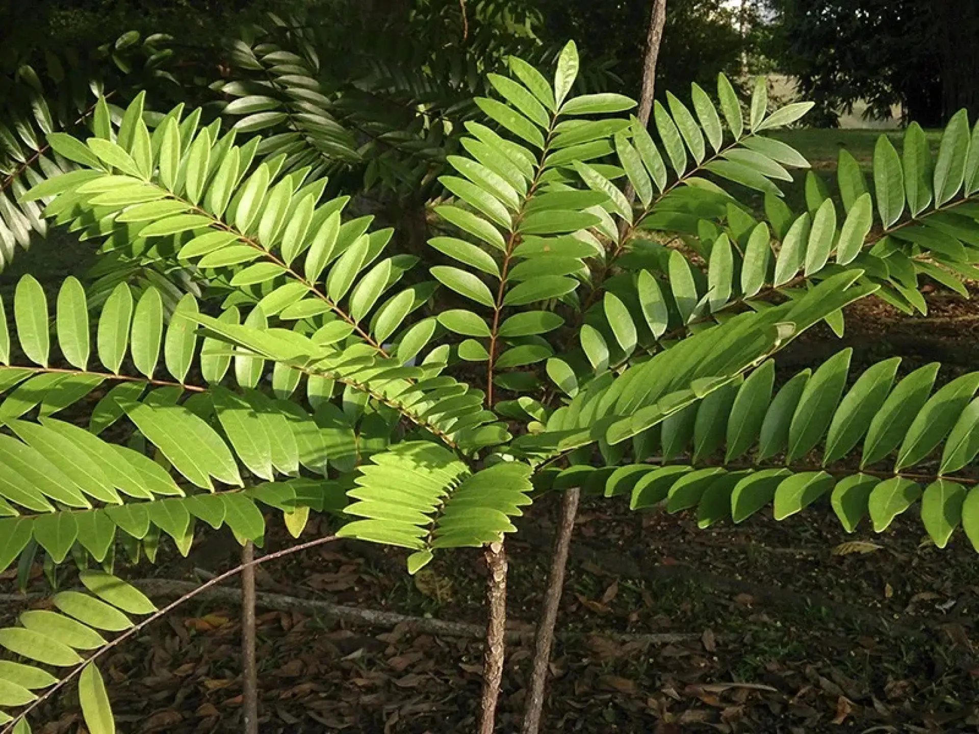 Folhas da planta Long Jack (Tongkat Ali)