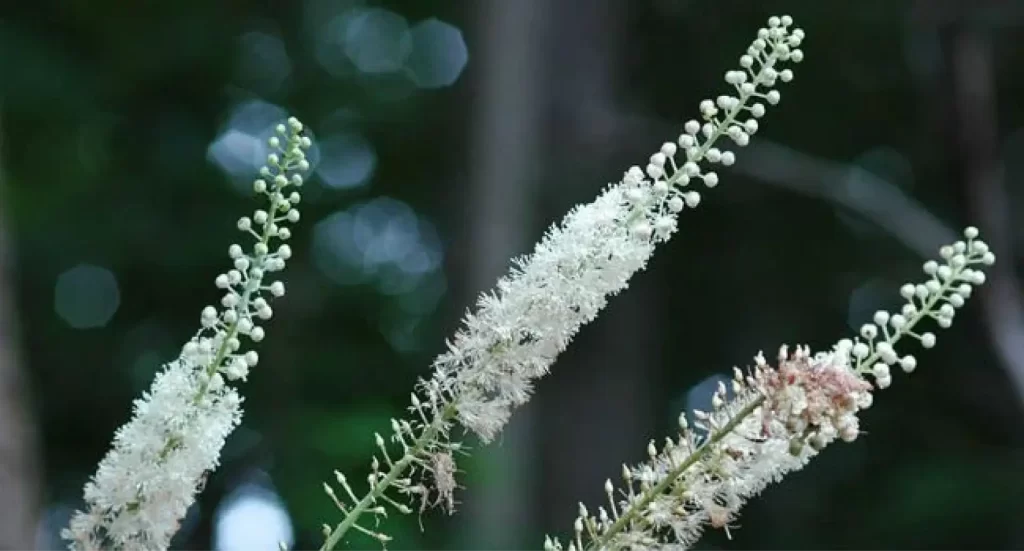 Cimicifuga, planta medicinal para tratamento de sintomas da menopausa